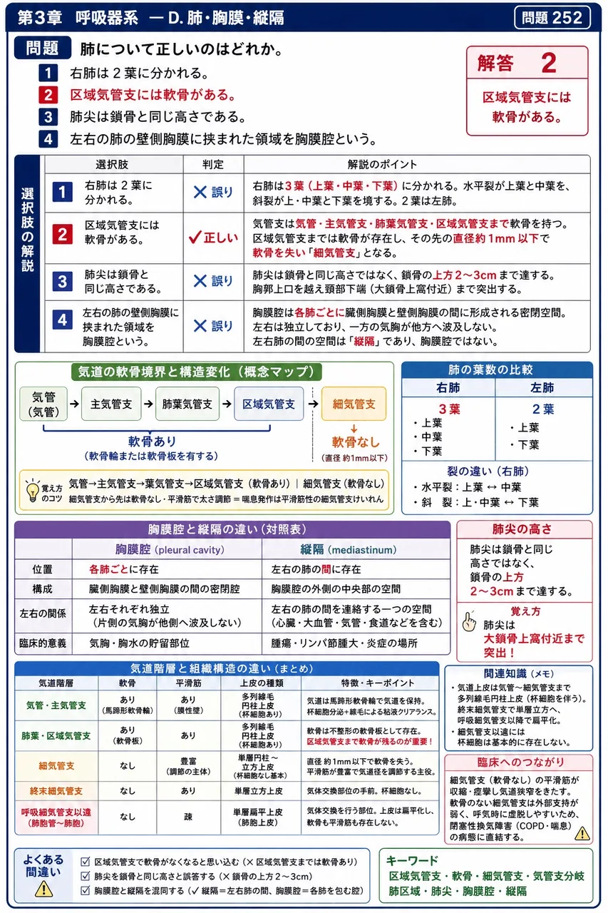 あマ指 第22回(2014) 問題26|肺について正しいのはどれか。 解説図