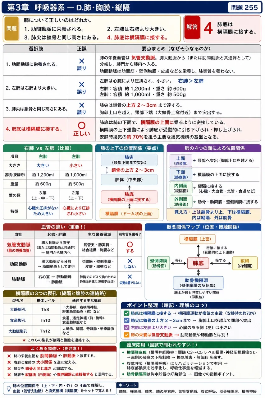 あマ指 第34回(2026) 問題18｜肺について正しいのはどれか。 解説図
