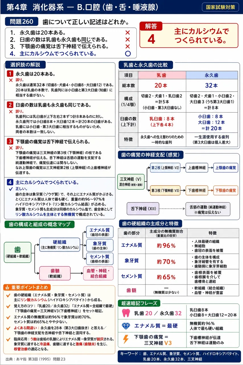 あマ指 第3回(1995) 問題23｜歯について正しい記述はどれか。 解説図