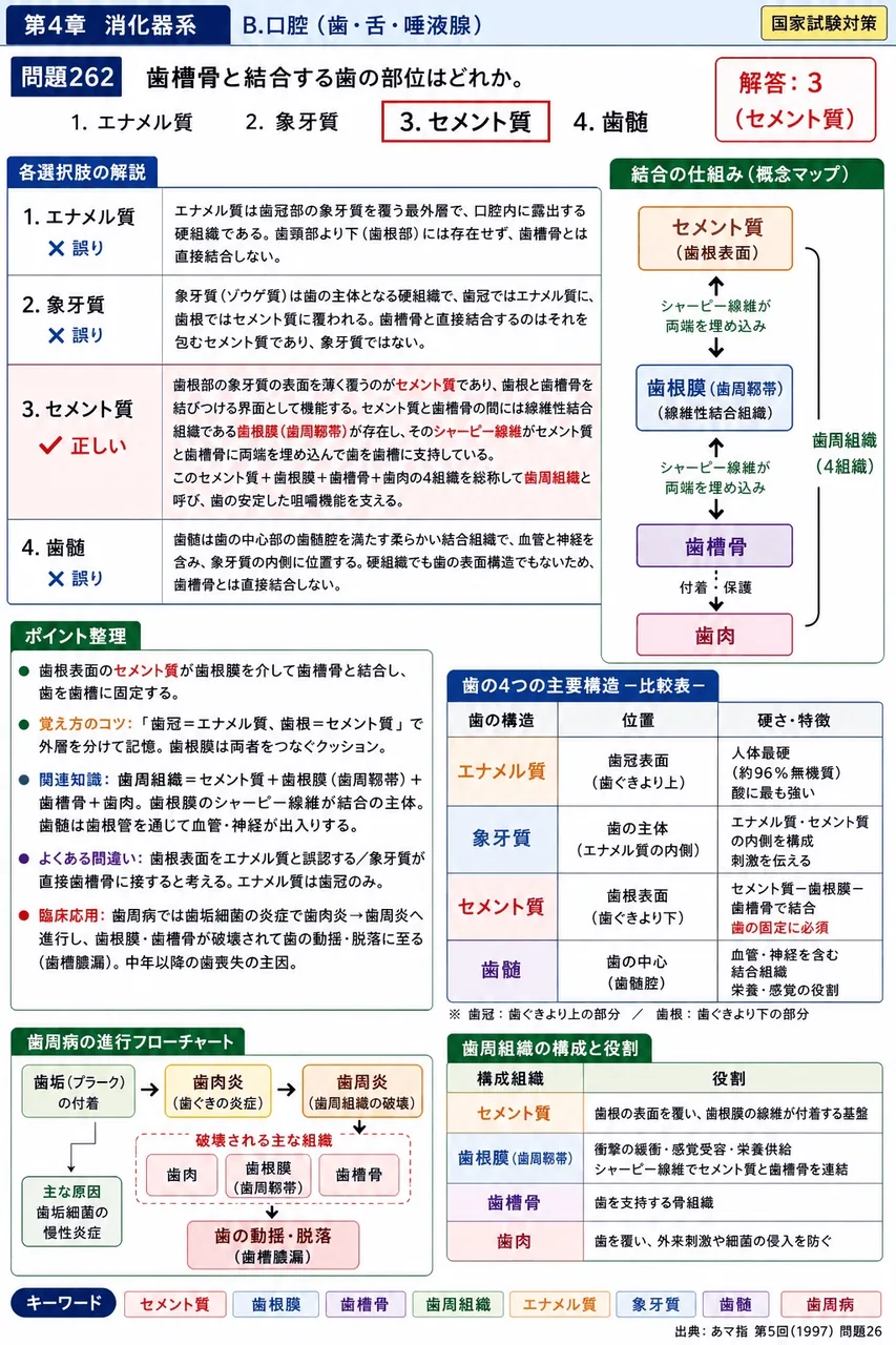 あマ指 第5回(1997) 問題26｜歯槽骨と結合する歯の部位はどれか。 解説図