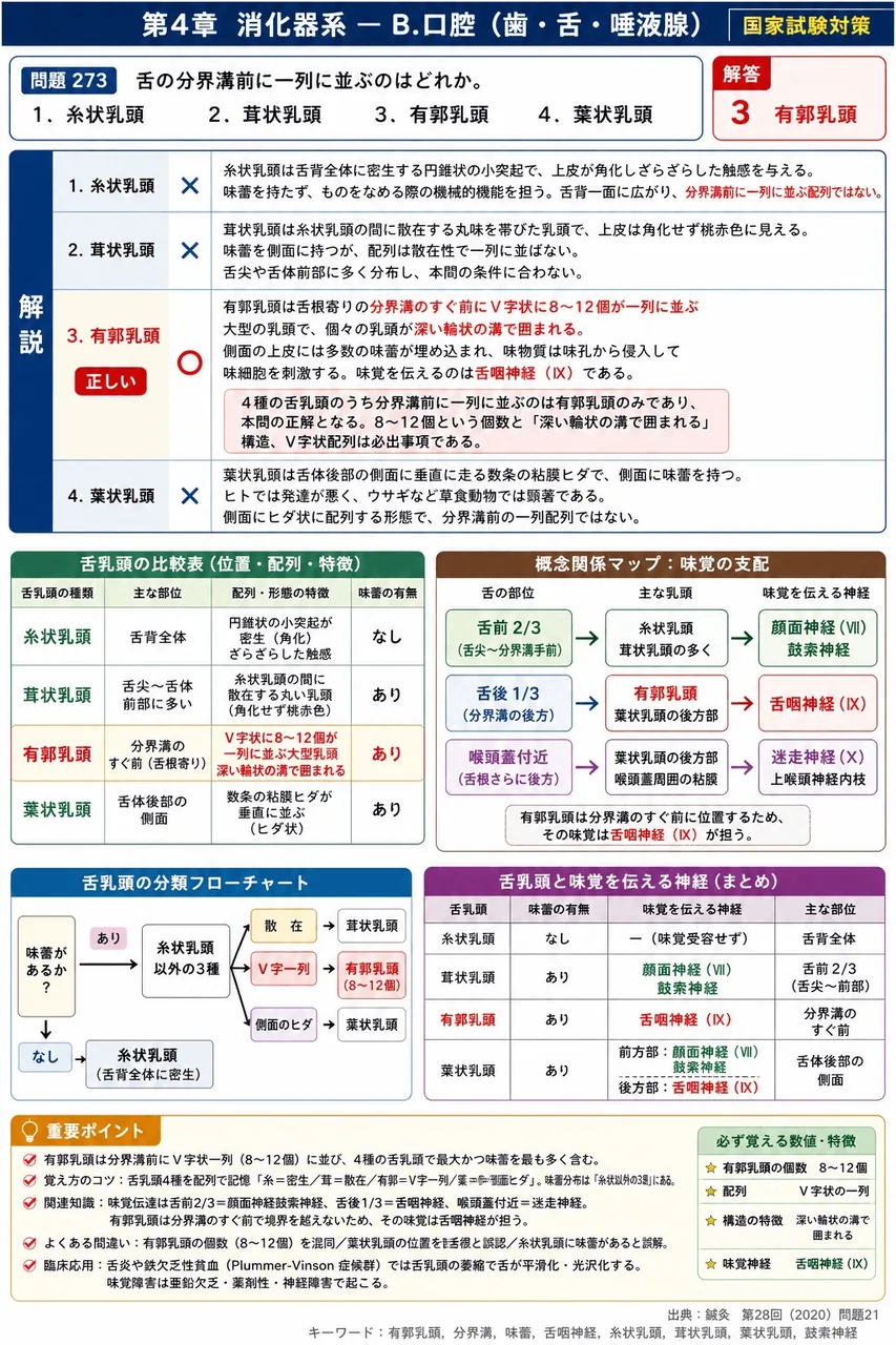 鍼灸 第28回(2020) 問題21｜舌の分界溝前に一列に並ぶのはどれか。 解説図
