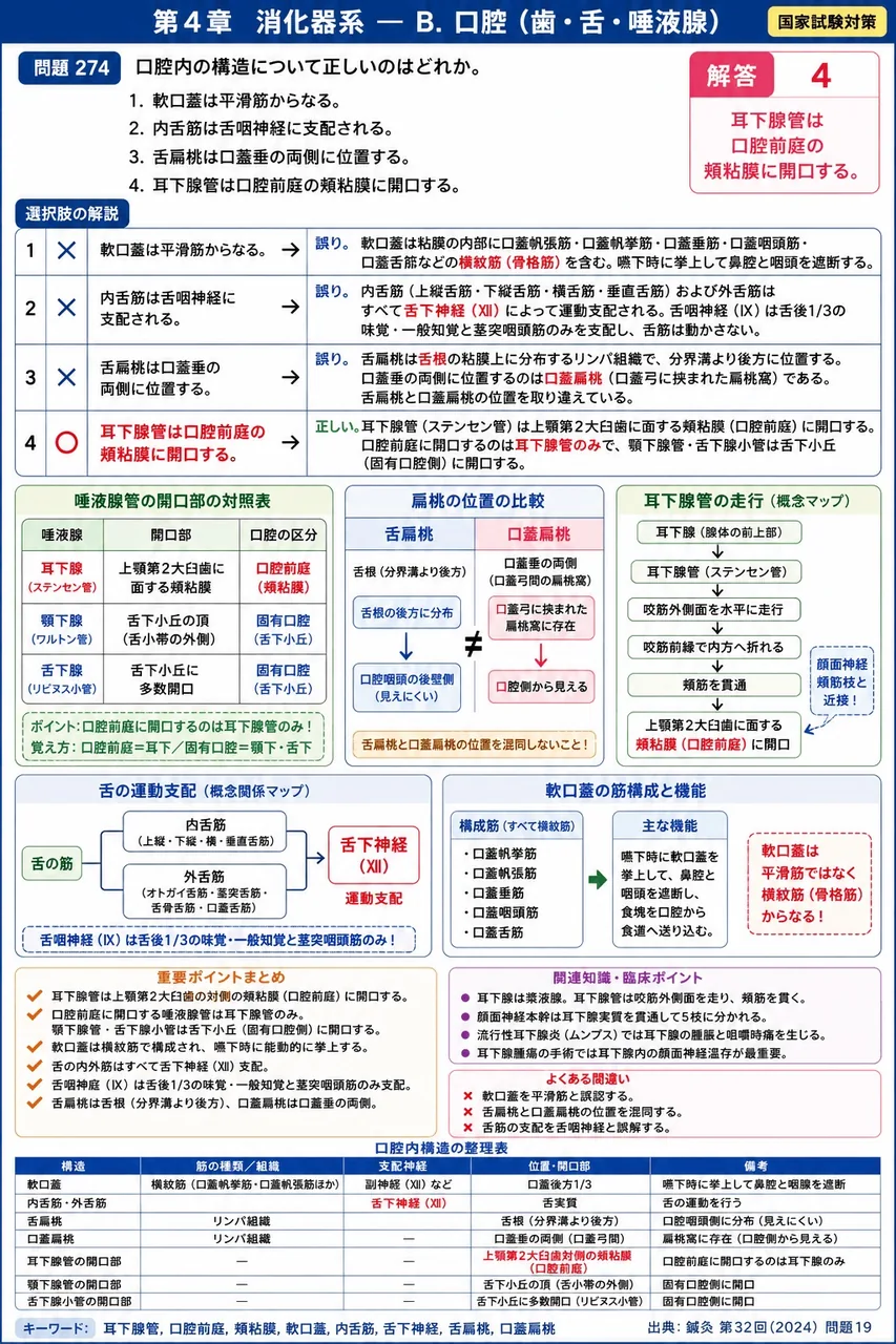 鍼灸 第32回(2024) 問題19|口腔内の構造について正しいのはどれか。 解説図