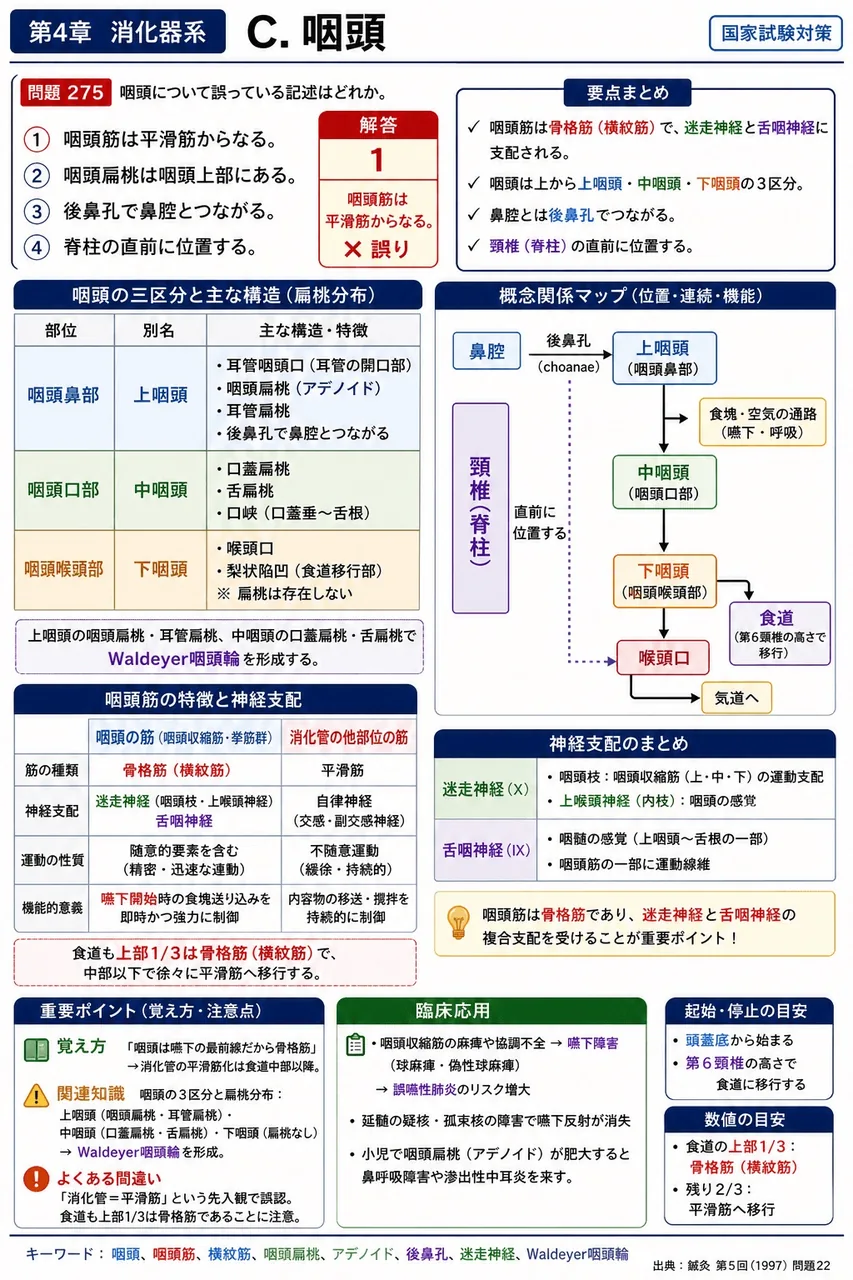 鍼灸 第5回(1997) 問題22｜咽頭について誤っている記述はどれか。 解説図