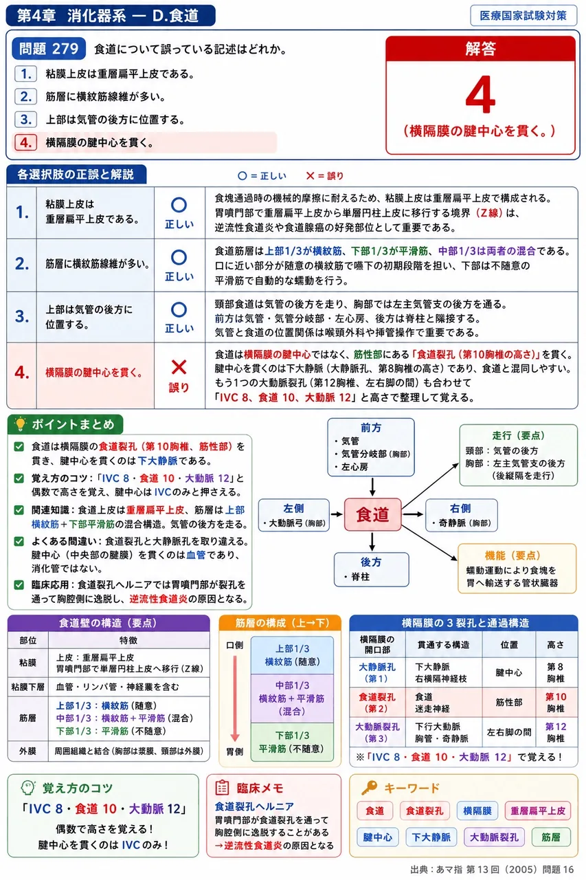 あマ指 第13回(2005) 問題16｜食道について誤っている記述はどれか。 解説図
