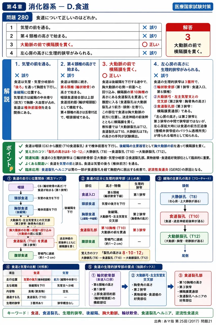あマ指 第25回(2017) 問題21｜食道について正しいのはどれか。 解説図