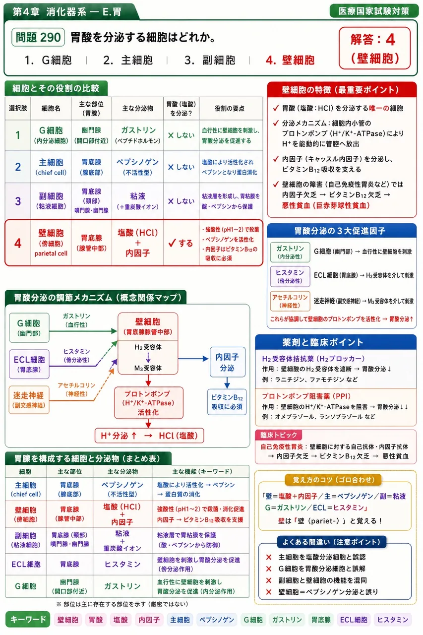 あマ指 第22回(2014) 問題25｜胃酸を分泌する細胞はどれか。 解説図