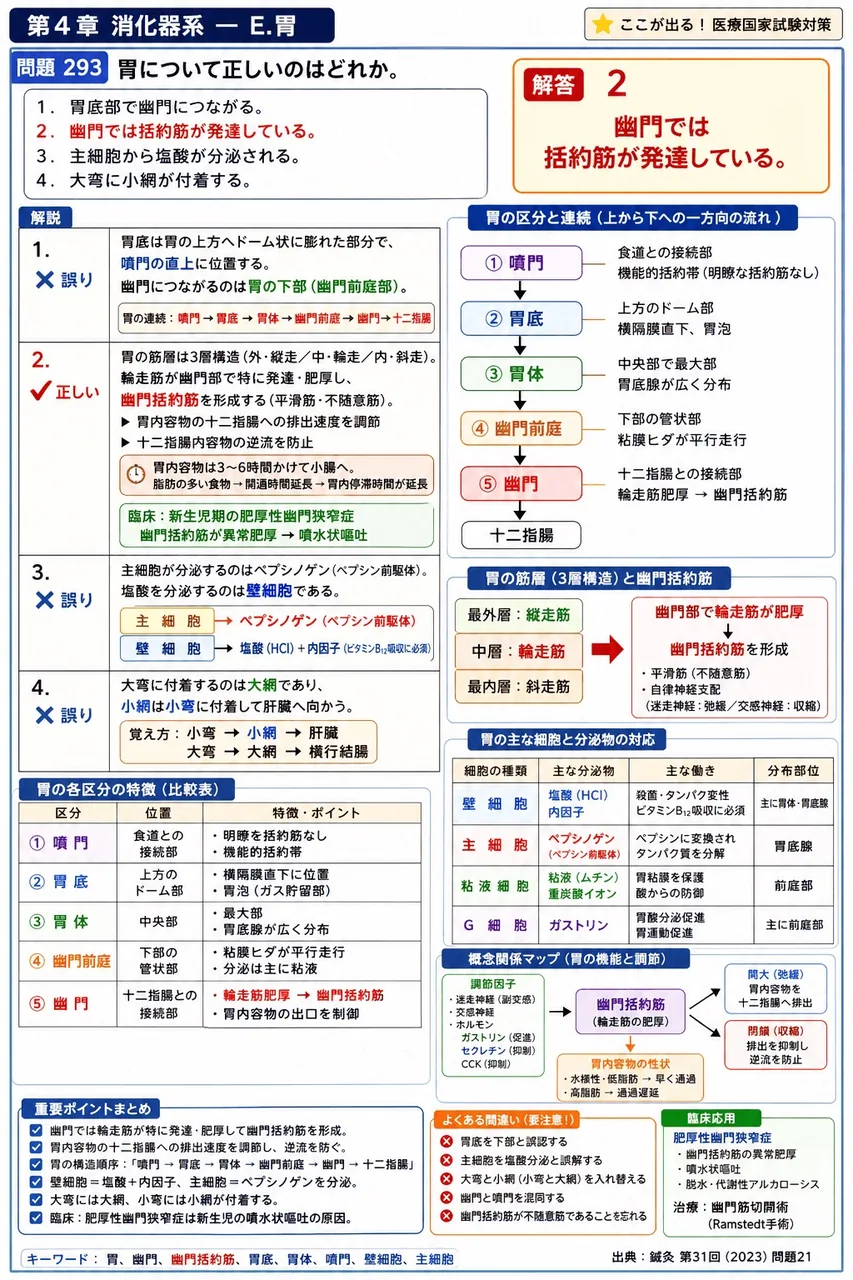 鍼灸 第31回(2023) 問題21｜胃について正しいのはどれか。 解説図