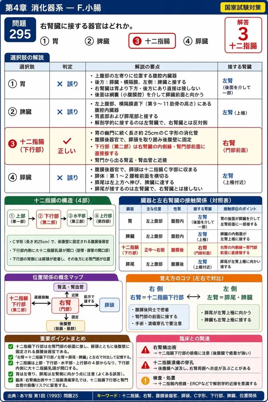 あマ指 第1回(1993) 問題25｜右腎臓に接する器官はどれか。 解説図