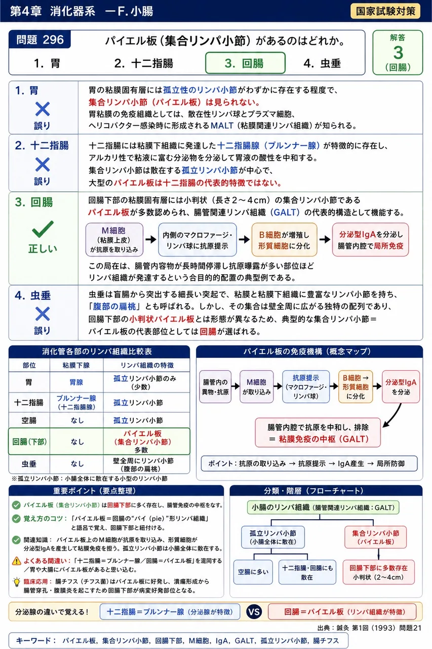 鍼灸 第1回(1993) 問題21｜パイエル板（集合リンパ小節）があるのはどれか。 解説図