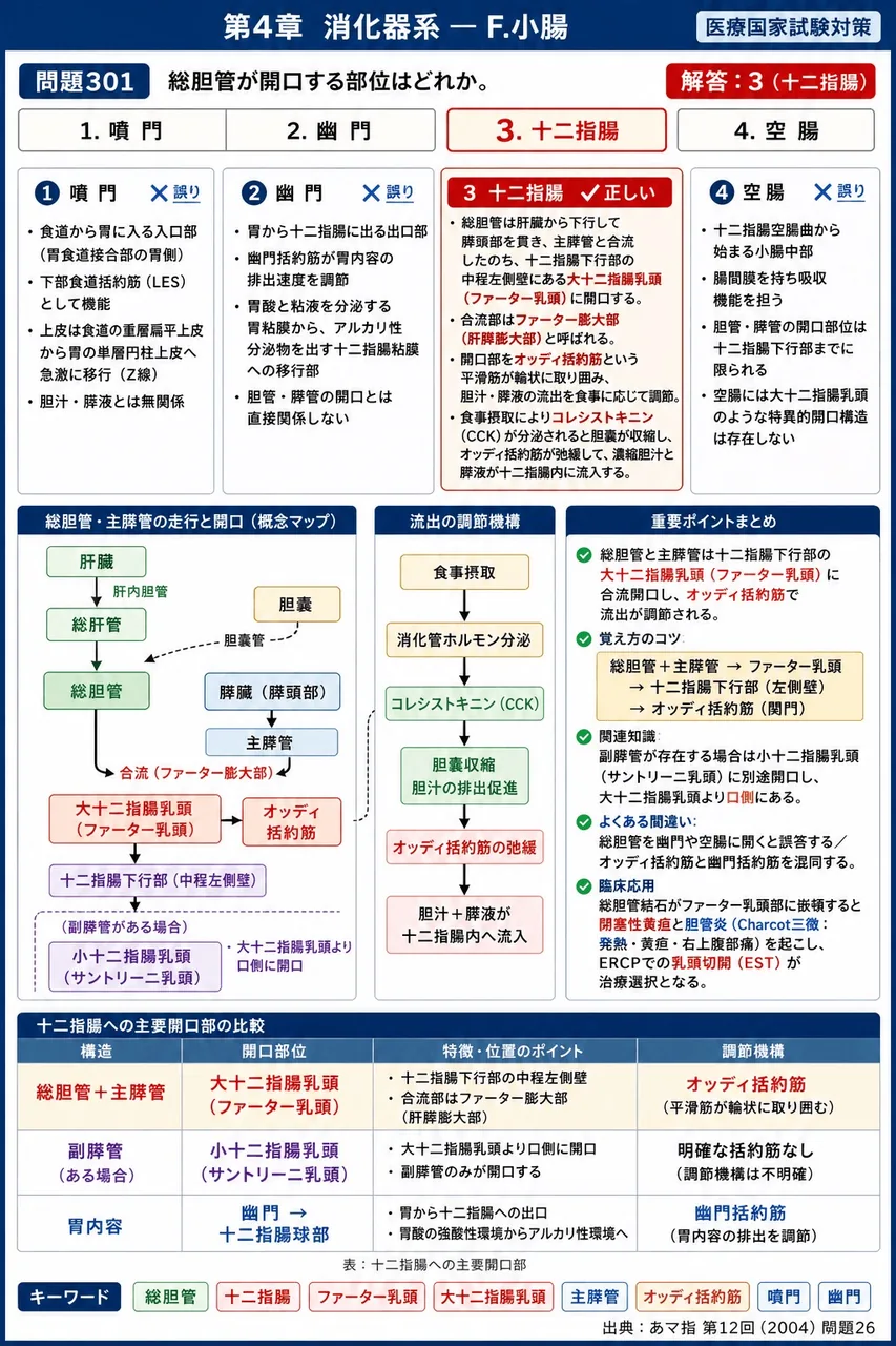 あマ指 第12回(2004) 問題26｜総胆管が開口する部位はどれか。 解説図