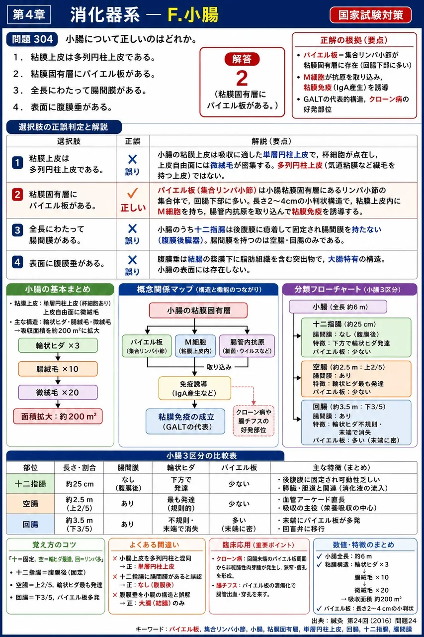 鍼灸 第24回(2016) 問題24｜小腸について正しいのはどれか。 解説図