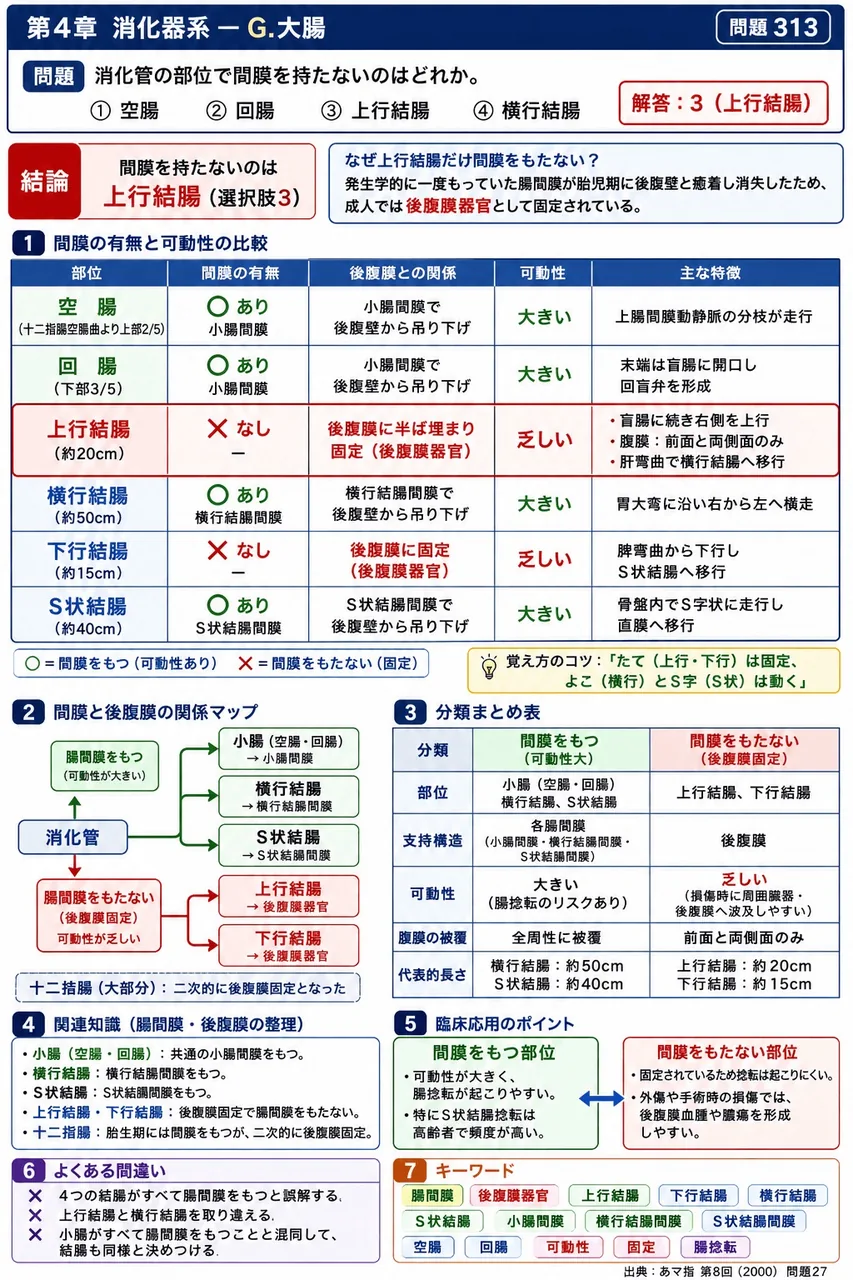 あマ指 第8回(2000) 問題27｜消化管の部位で間膜を持たないのはどれか。 解説図