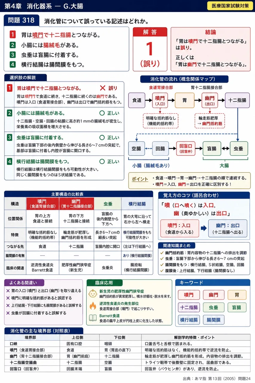 あマ指 第13回(2005) 問題24｜消化管について誤っている記述はどれか。 解説図