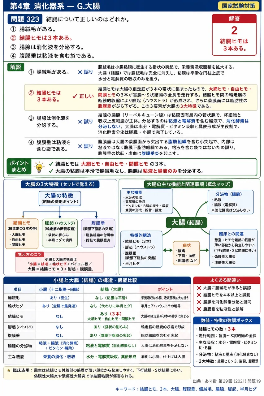 あマ指 第29回(2021) 問題19｜結腸について正しいのはどれか。 解説図