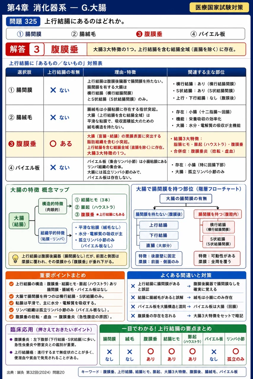 鍼灸 第32回(2024) 問題20｜上行結腸にあるのはどれか。 解説図