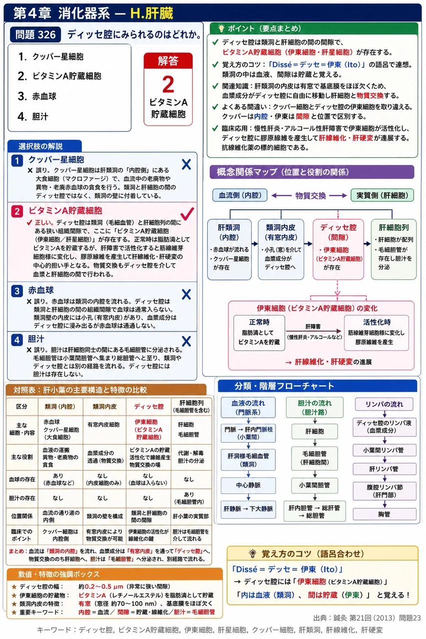 鍼灸 第21回(2013) 問題23|ディッセ腔にみられるのはどれか。 解説図