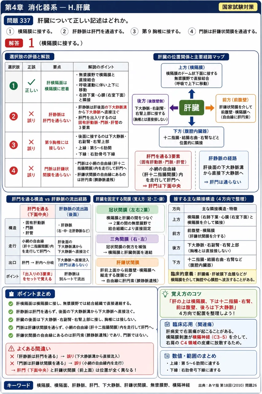 あマ指 第18回(2010) 問題26｜肝臓について正しい記述はどれか。 解説図