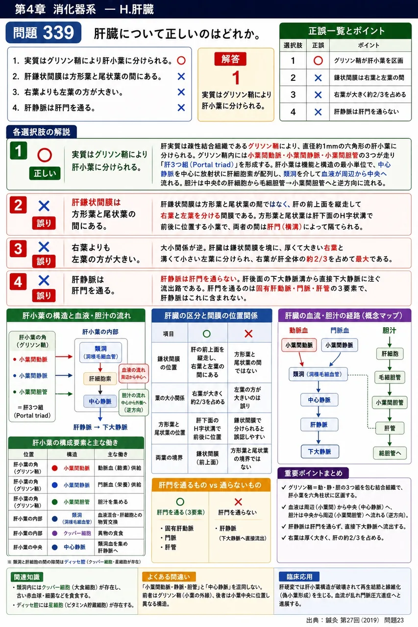 鍼灸 第27回(2019) 問題23|肝臓について正しいのはどれか。 解説図