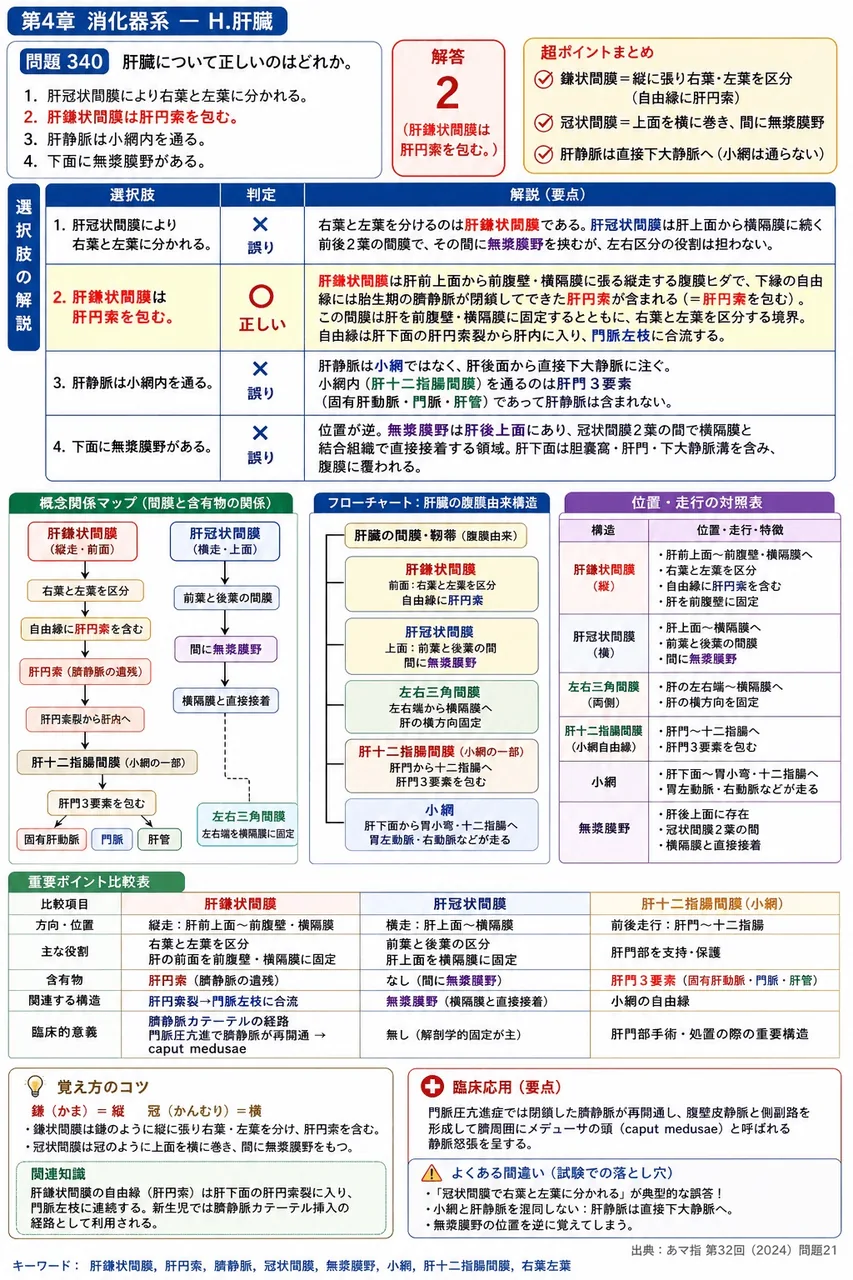 あマ指 第32回(2024) 問題21|肝臓について正しいのはどれか。 解説図