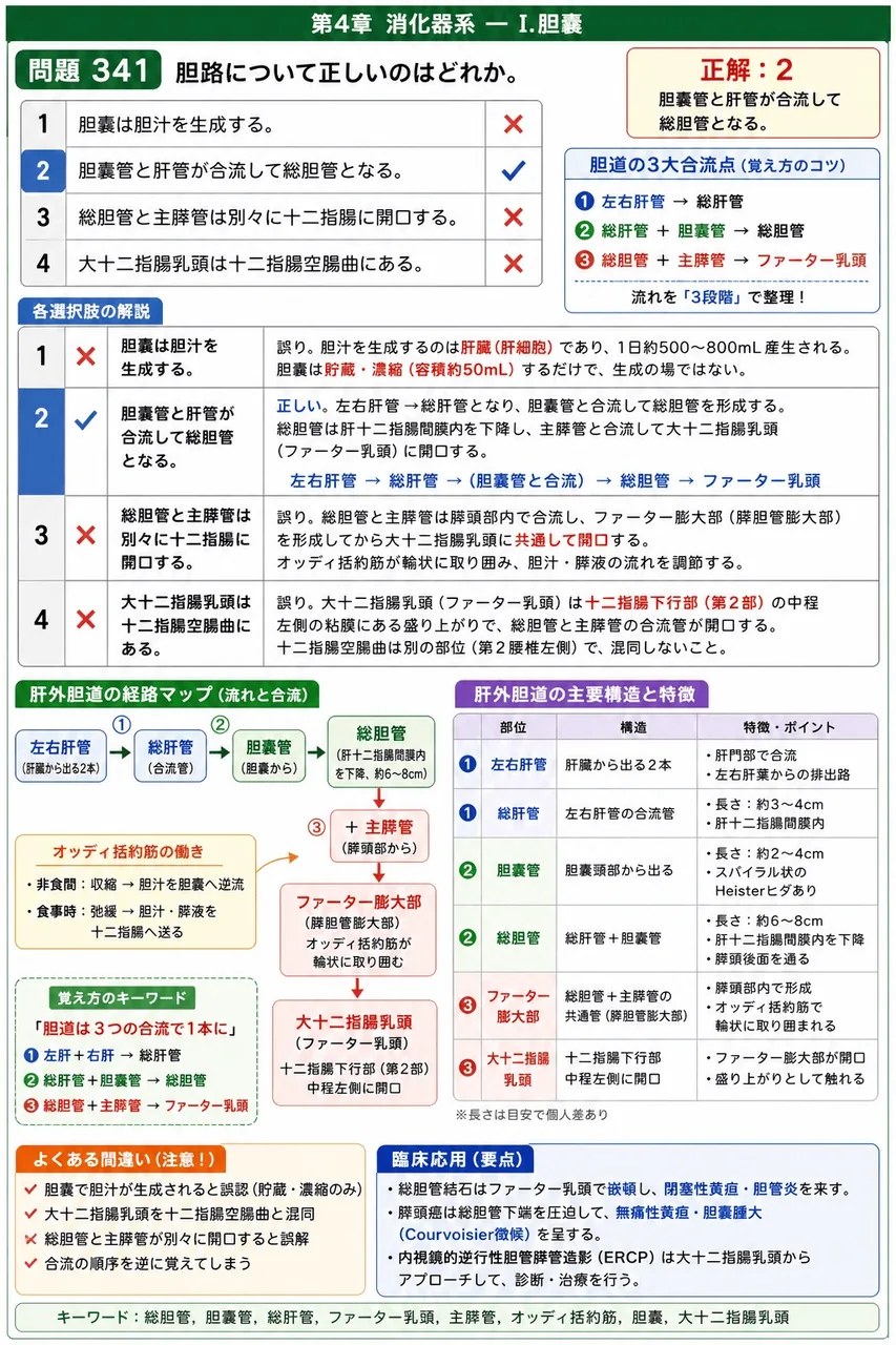 あマ指 第34回(2026) 問題19｜胆路について正しいのはどれか。 解説図