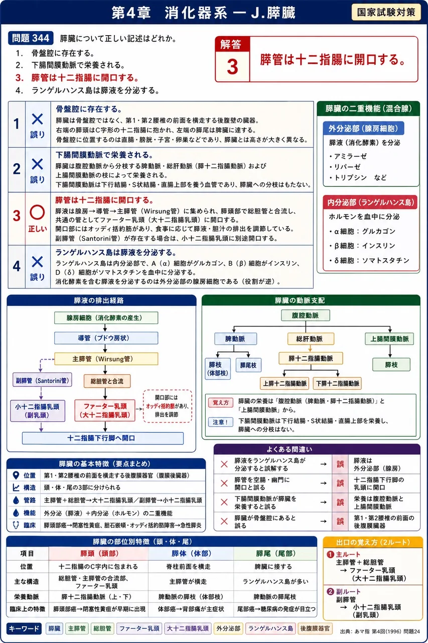 あマ指 第4回(1996) 問題24|膵臓について正しい記述はどれか。 解説図