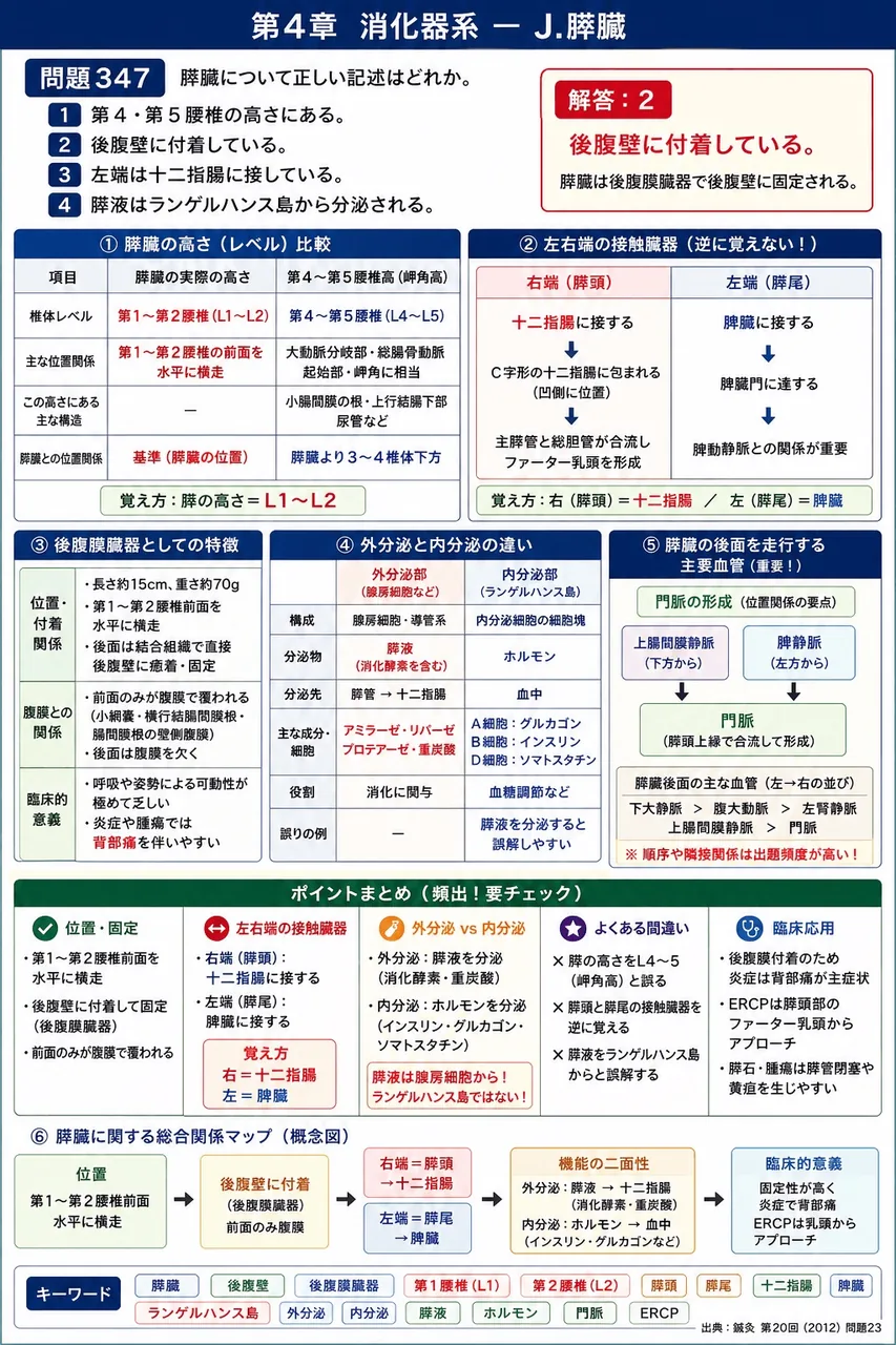 鍼灸 第20回(2012) 問題23｜膵臓について正しい記述はどれか。 解説図