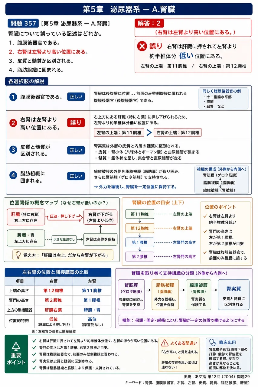 あマ指 第12回(2004) 問題29｜腎臓について誤っている記述はどれか。 解説図