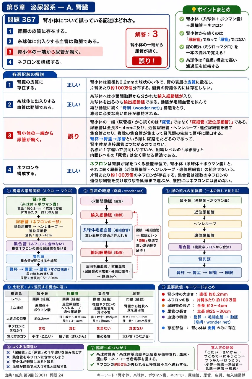 鍼灸 第9回(2001) 問題24｜腎小体について誤っている記述はどれか。 解説図