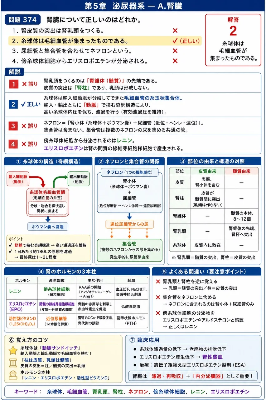あマ指 第26回(2018) 問題23｜腎臓について正しいのはどれか。 解説図