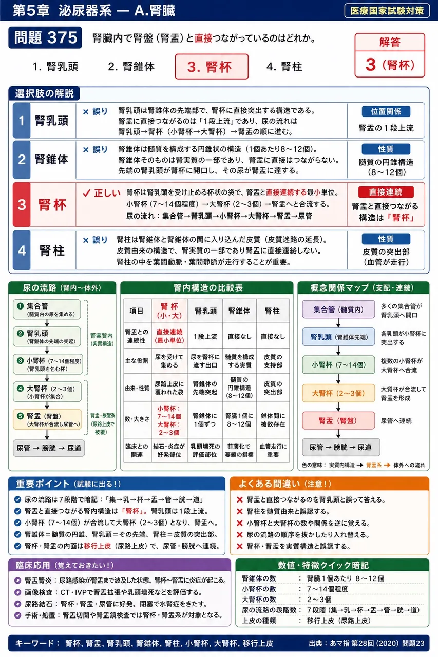 あマ指 第28回(2020) 問題23｜腎臓内で腎盤（腎盂）と直接つながっているのはどれか。 解説図