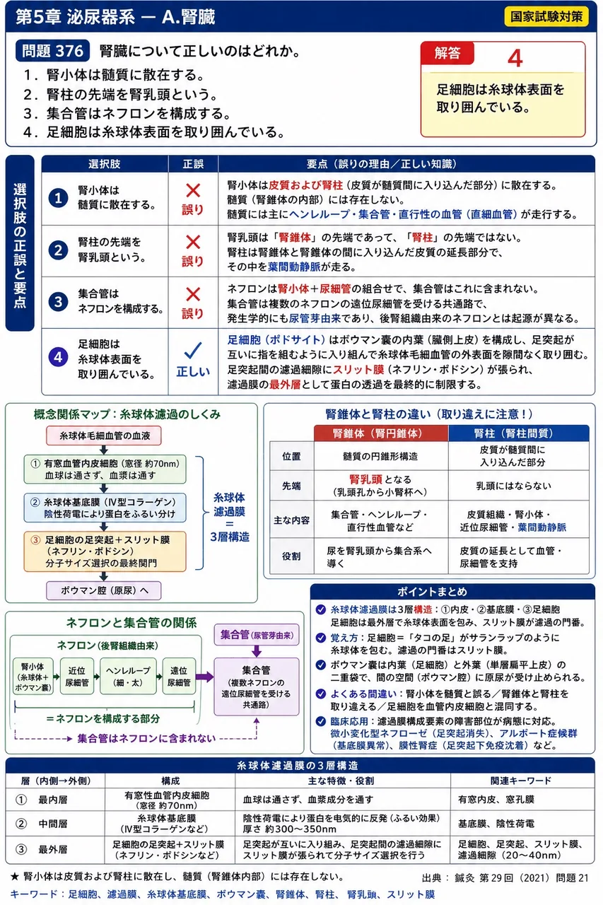 鍼灸 第29回(2021) 問題21｜腎臓について正しいのはどれか。 解説図