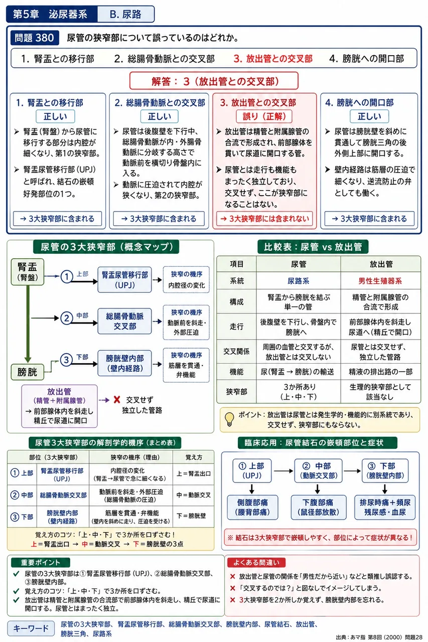 あマ指 第8回(2000) 問題28｜尿管の狭窄部について誤っているのはどれか。 解説図