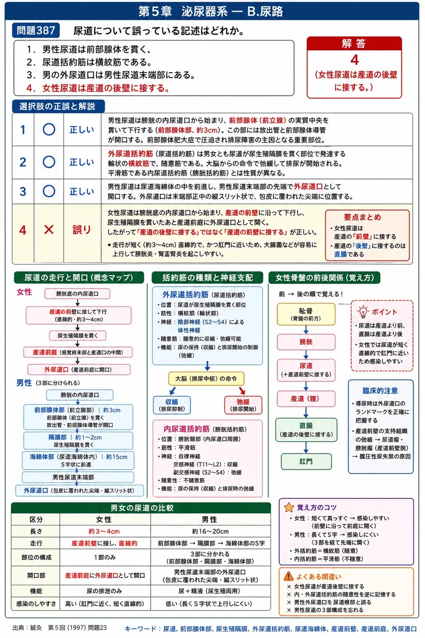 鍼灸 第5回(1997) 問題23｜尿道について誤っている記述はどれか。 解説図