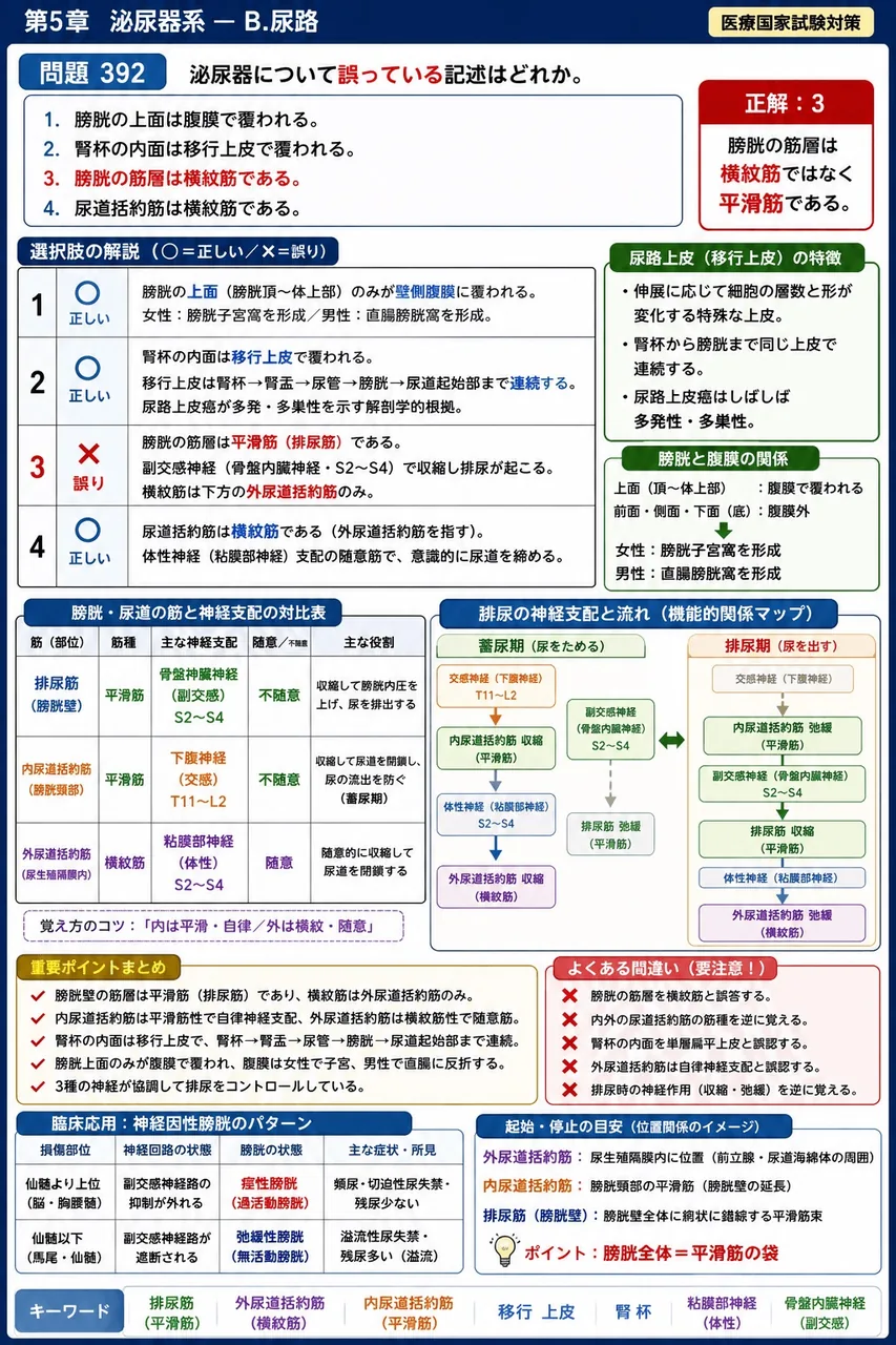 あマ指 第11回(2003) 問題25｜泌尿器について誤っている記述はどれか。 解説図