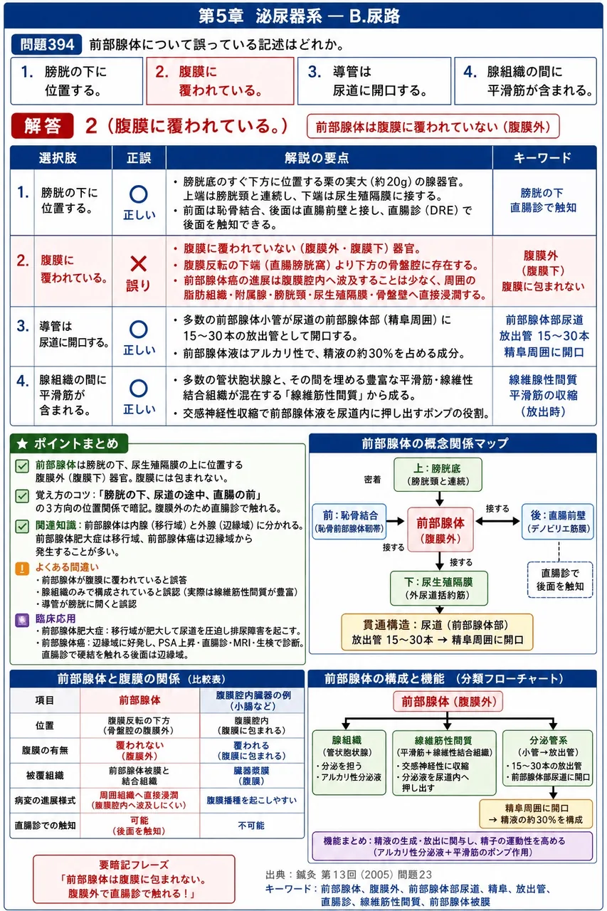 鍼灸 第13回(2005) 問題23｜前立腺について誤っている記述はどれか。 解説図