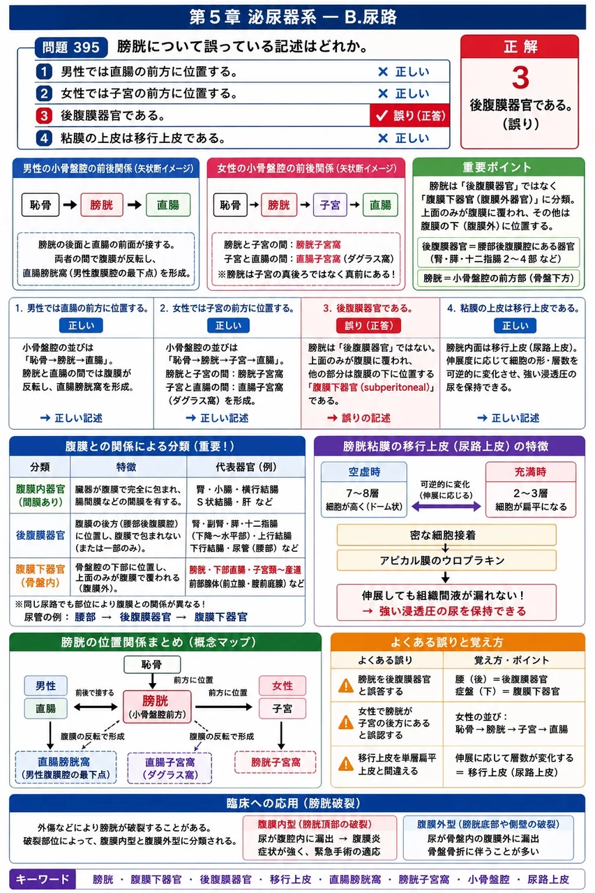 あマ指 第14回(2006) 問題25｜膀胱について誤っている記述はどれか。 解説図