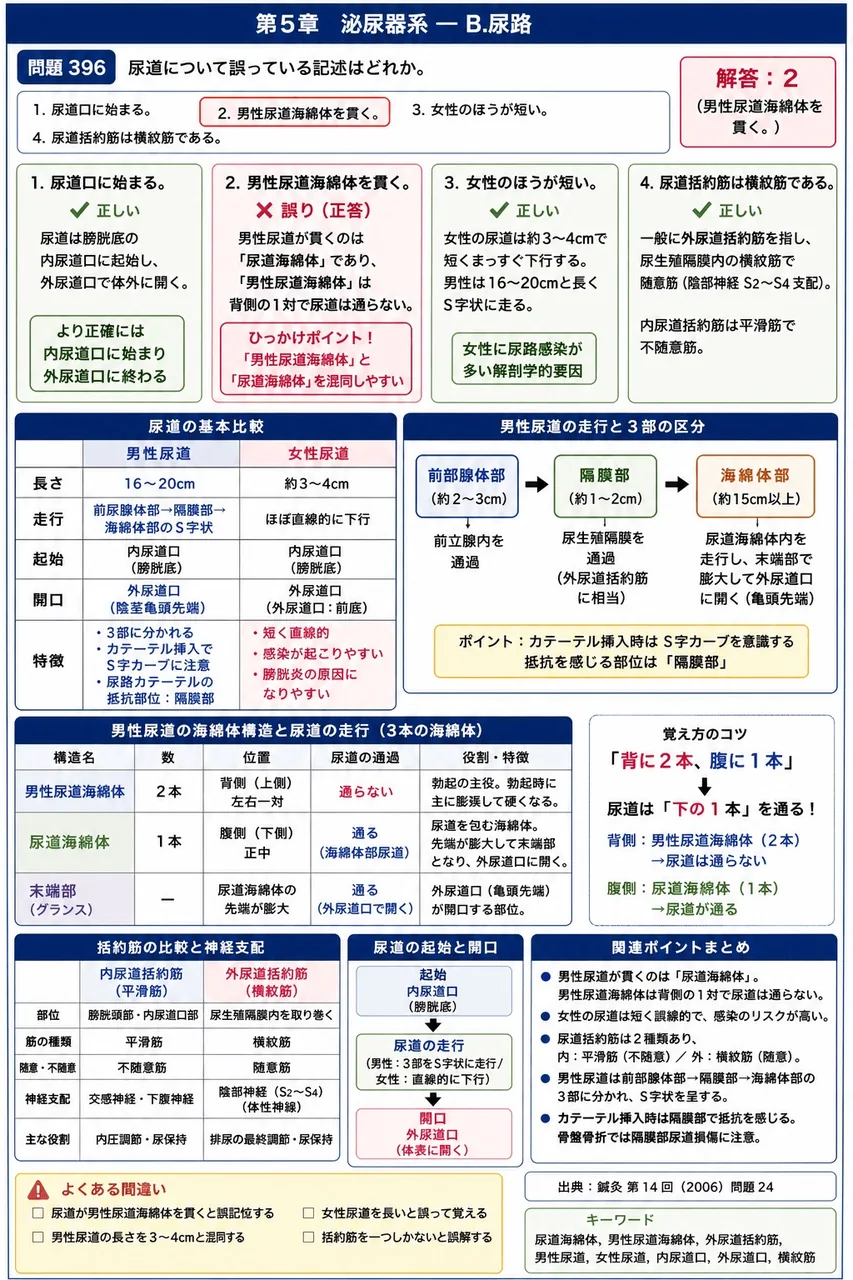 鍼灸 第14回(2006) 問題24｜尿道について誤っている記述はどれか。 解説図
