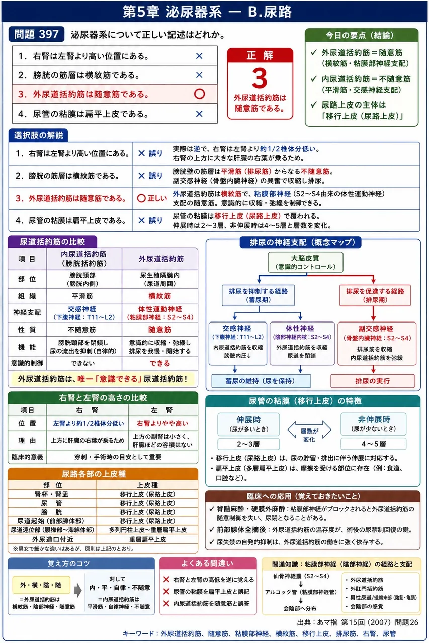 あマ指 第15回(2007) 問題26｜泌尿器系について正しい記述はどれか。 解説図