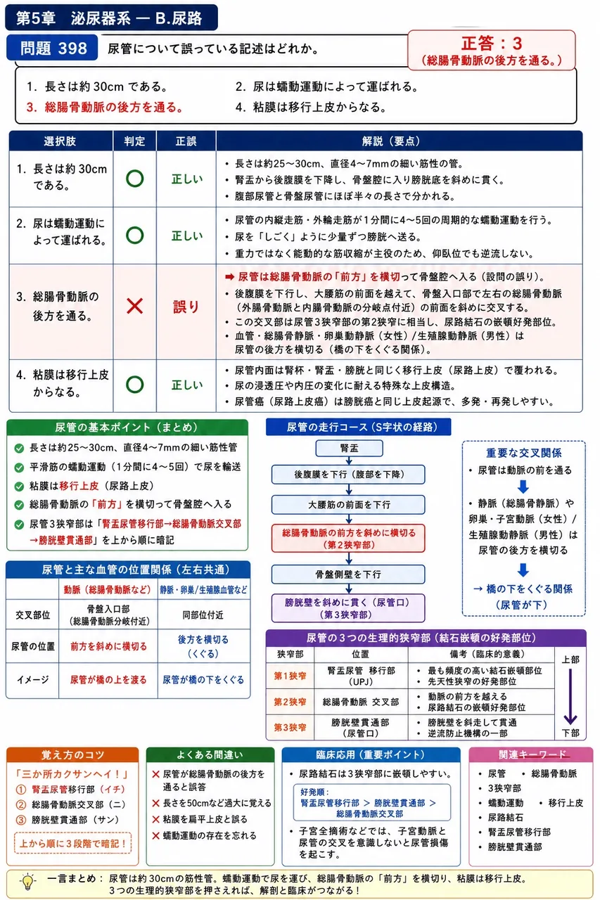 あマ指 第16回(2008) 問題25｜尿管について誤っている記述はどれか。 解説図