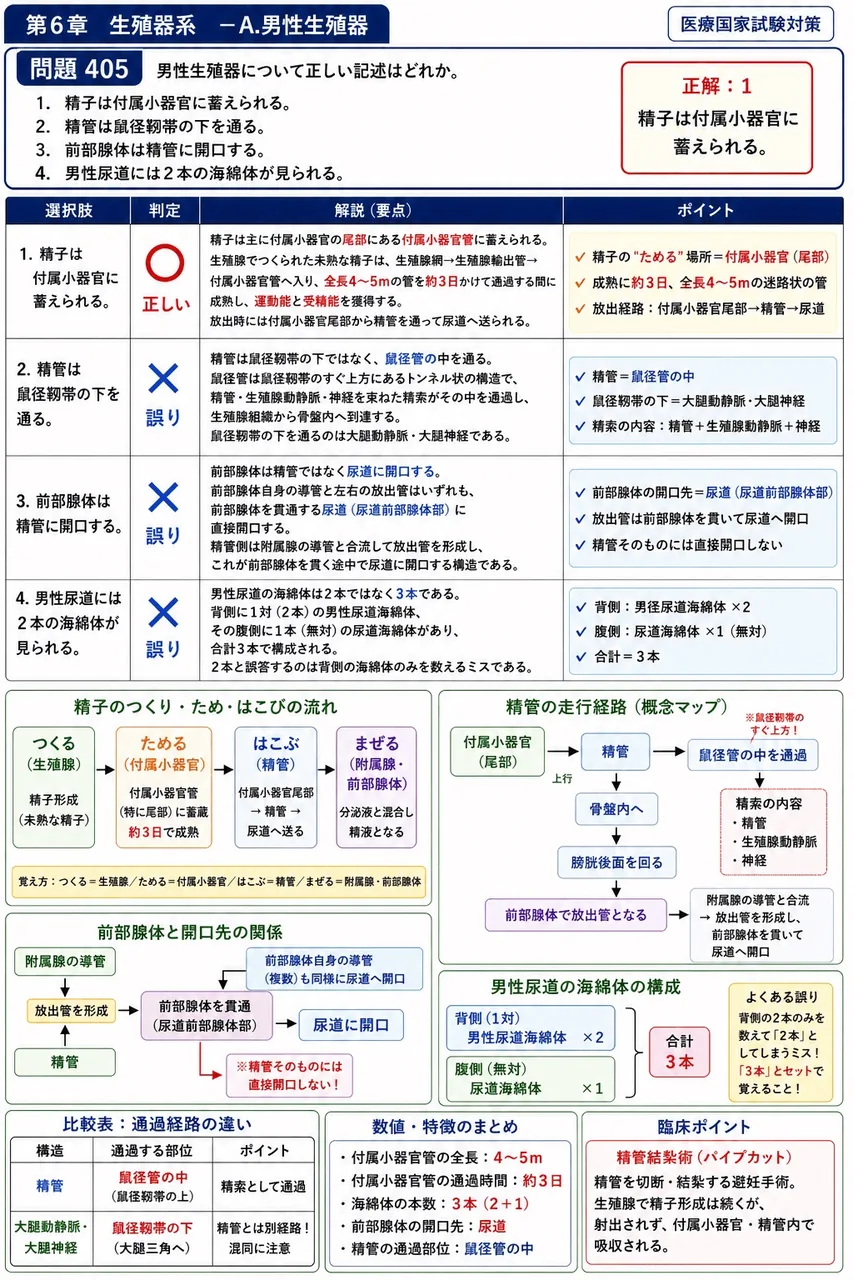 あマ指 第5回(1997) 問題23｜男性生殖器について正しい記述はどれか。 解説図