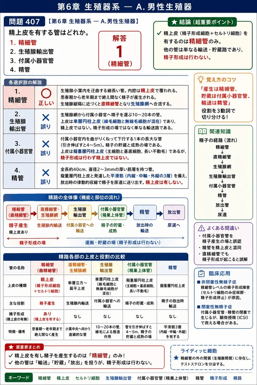あマ指 第7回(1999) 問題27|精上皮を有する管はどれか。 解説図