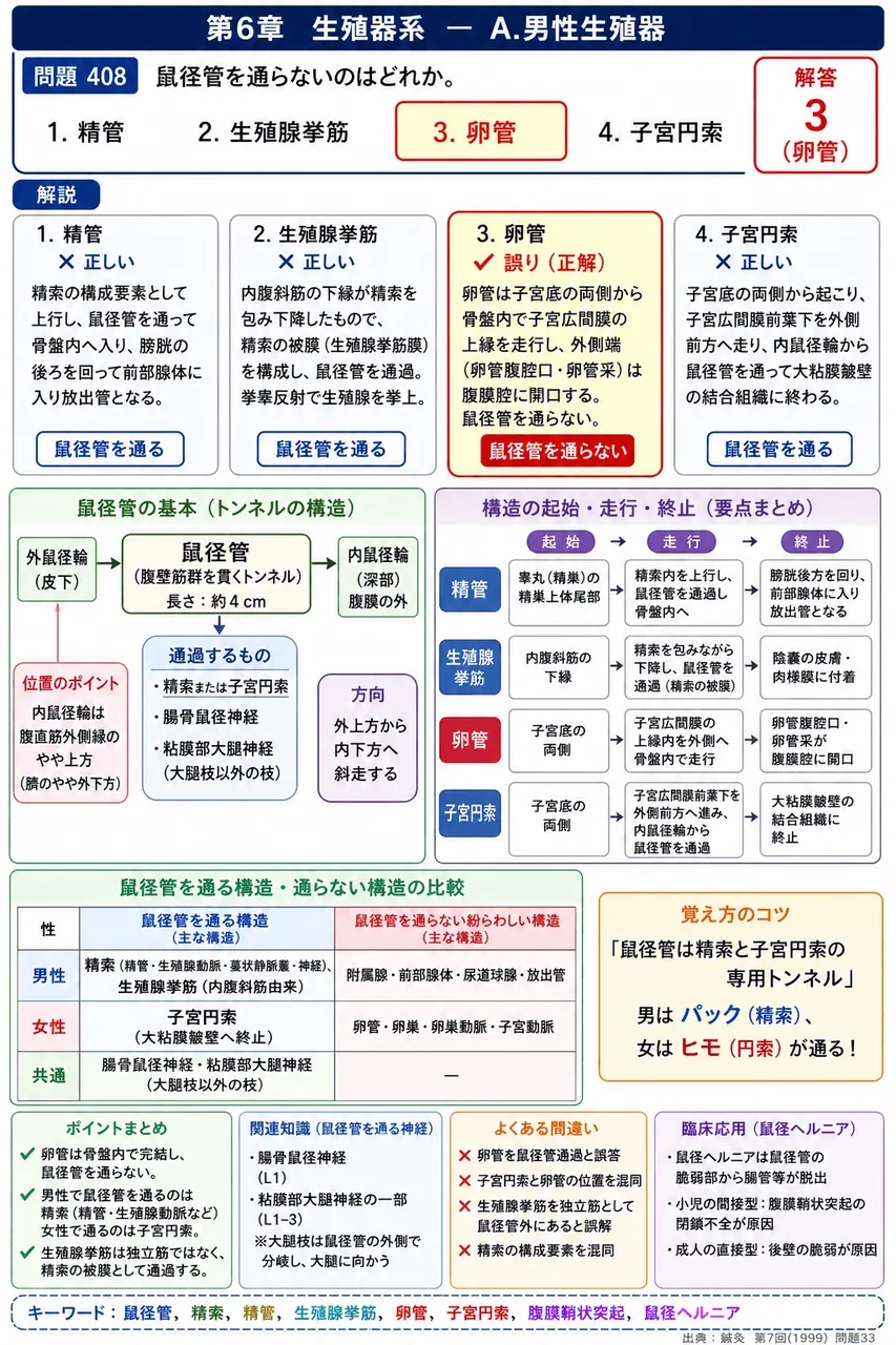 鍼灸 第7回(1999) 問題33｜鼠径管を通らないのはどれか。 解説図
