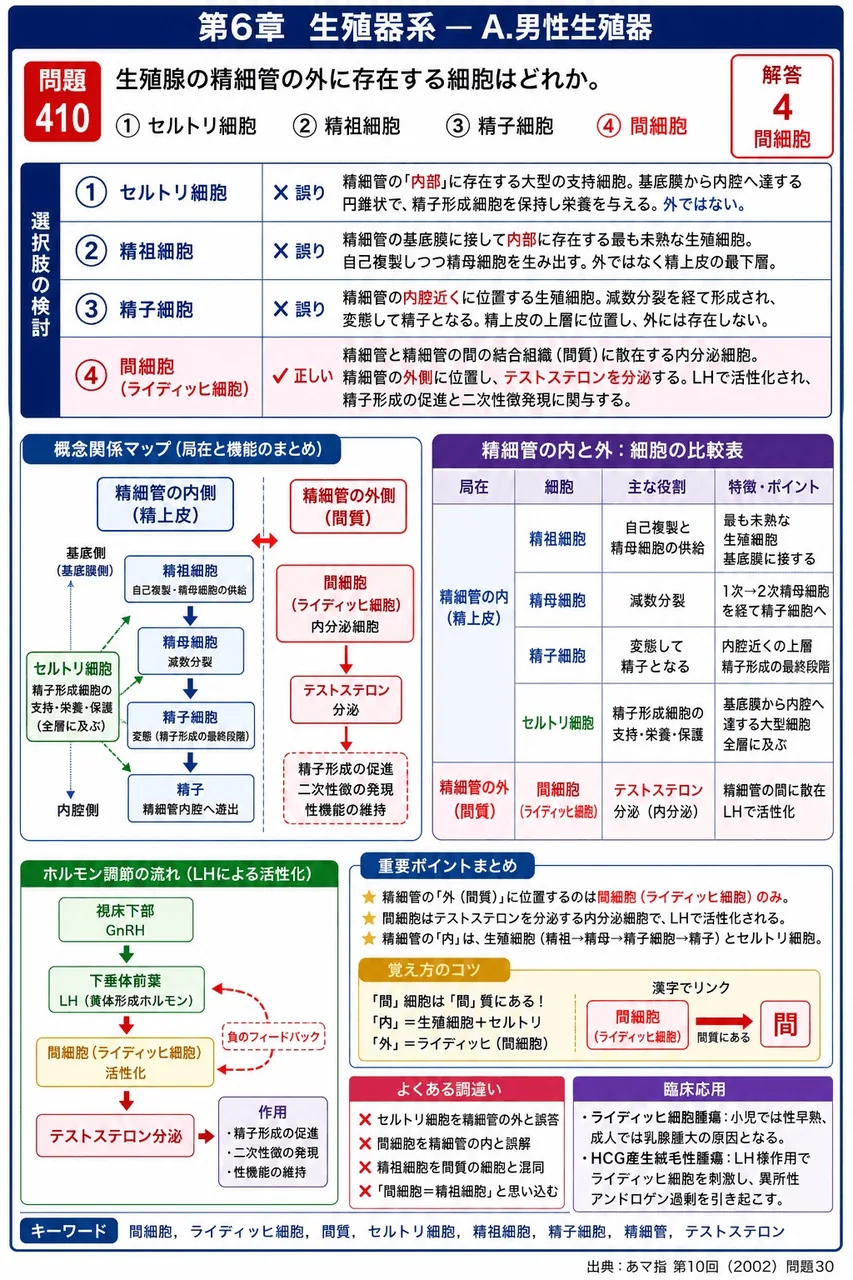 あマ指 第10回(2002) 問題30｜精巣の精細管の外に存在する細胞はどれか。 解説図