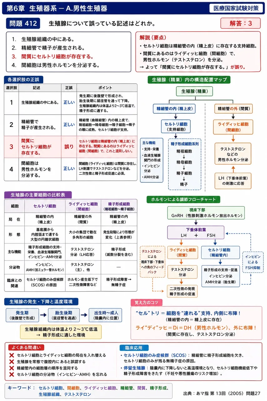 あマ指 第13回(2005) 問題27｜精巣について誤っている記述はどれか。 解説図