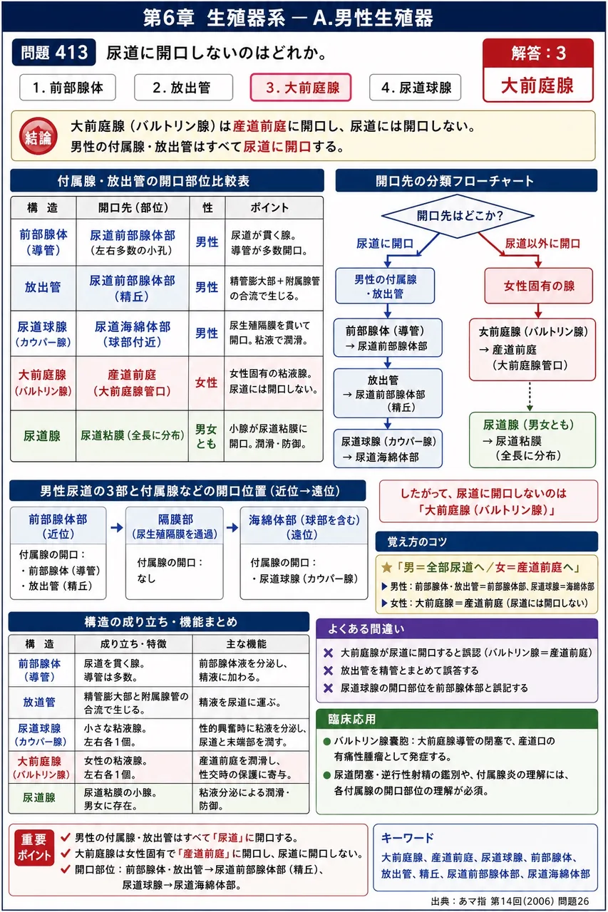 あマ指 第14回(2006) 問題26｜尿道に開口しないのはどれか。 解説図