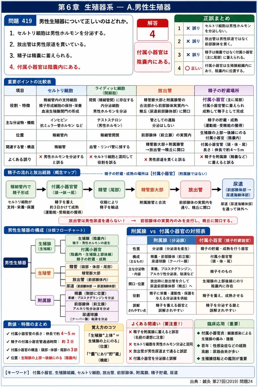 鍼灸 第27回(2019) 問題24｜男性生殖器について正しいのはどれか。 解説図
