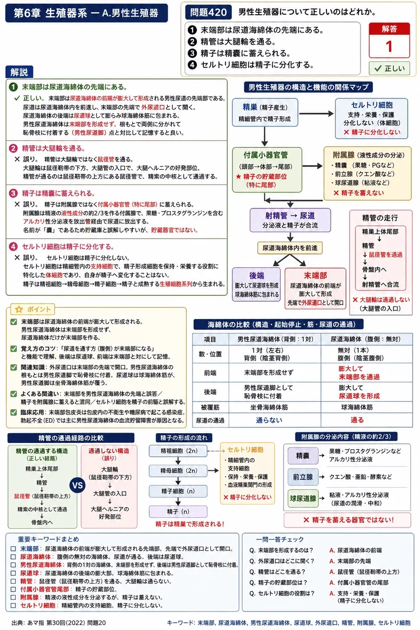 あマ指 第30回(2022) 問題20｜男性生殖器について正しいのはどれか。 解説図