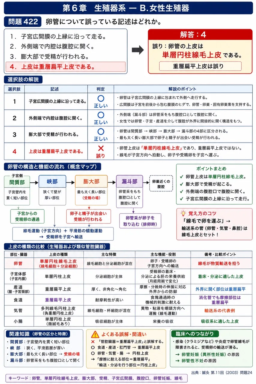 鍼灸 第11回(2003) 問題24|卵管について誤っている記述はどれか。 解説図