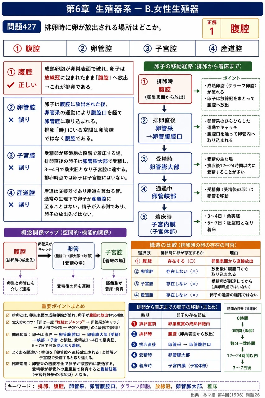 あマ指 第4回(1996) 問題26｜排卵時に卵が放出される場所はどこか。 解説図