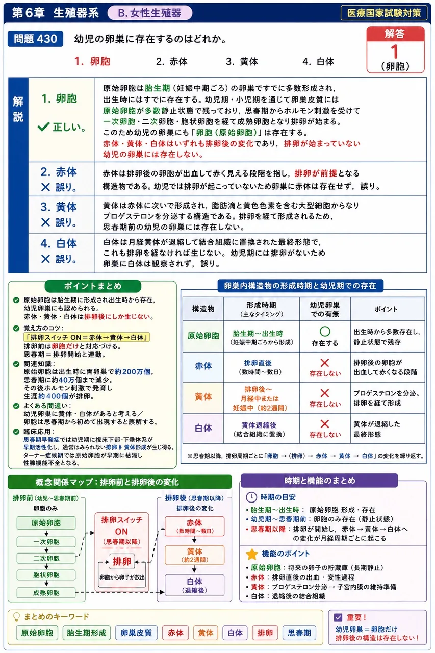あマ指 第8回(2000) 問題29｜幼児の卵巣に存在するのはどれか。 解説図